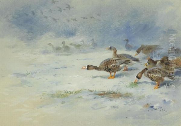 Barnacle Geese Oil Painting by Archibald Thorburn