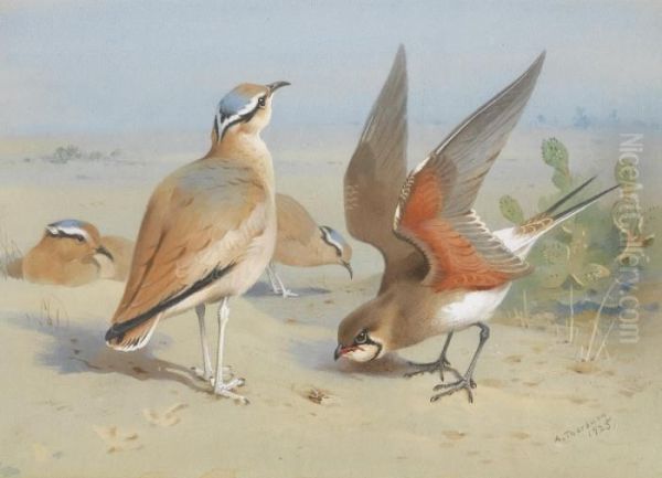 Cream Coloured Courser And Pratincole Oil Painting by Archibald Thorburn