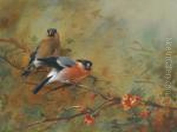 Bullfinches And Pyrus Japonica Oil Painting by Archibald Thorburn