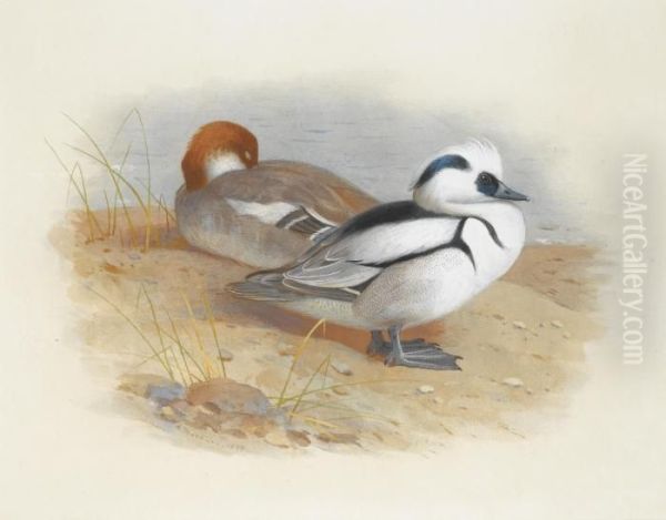 A Pair Of Smew Ducks Oil Painting by Archibald Thorburn