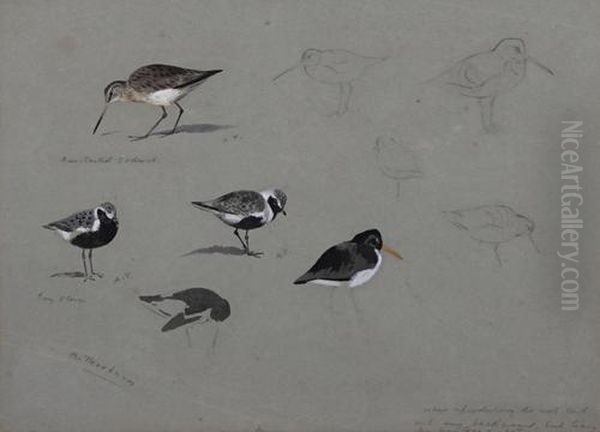 A Sheet Of Studies Bar-tailed Godwit And Grey Plover Oil Painting by Archibald Thorburn