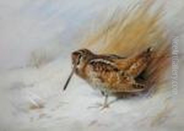 Woodcock Oil Painting by Archibald Thorburn