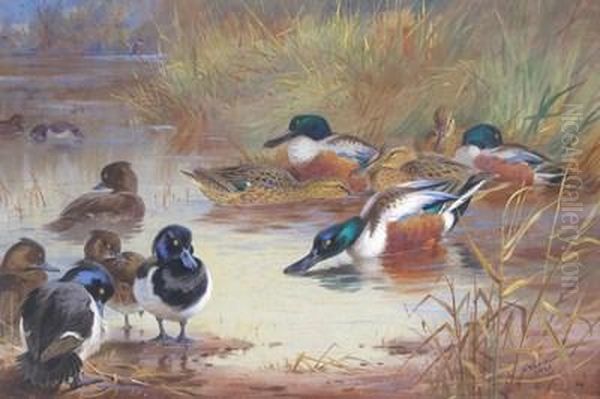 Shoveler And Tufted Duck With A Kingfisher On The Water's Edge Oil Painting by Archibald Thorburn