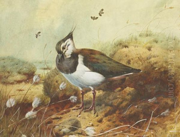 Lapwing Oil Painting by Archibald Thorburn