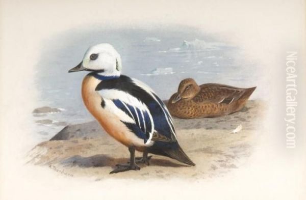 Steller's Eider Oil Painting by Archibald Thorburn