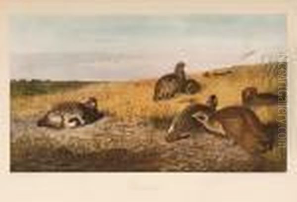 Partridge, Snipe Oil Painting by Archibald Thorburn