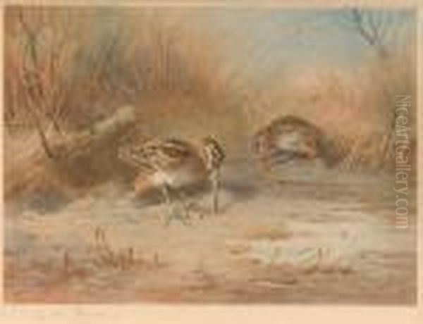 Snipe Oil Painting by Archibald Thorburn