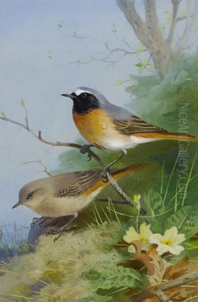 Pair Of Redstarts Oil Painting by Archibald Thorburn