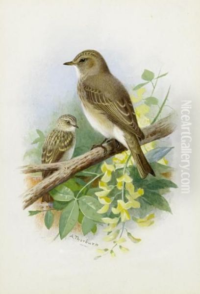 Spotted Flycatchers Oil Painting by Archibald Thorburn