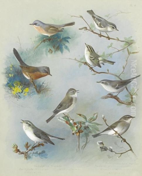 Warbler And Wrens Oil Painting by Archibald Thorburn