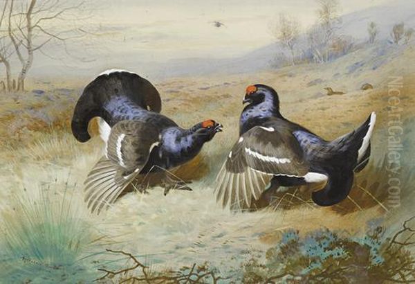 Blackcocks At The Lek Oil Painting by Archibald Thorburn