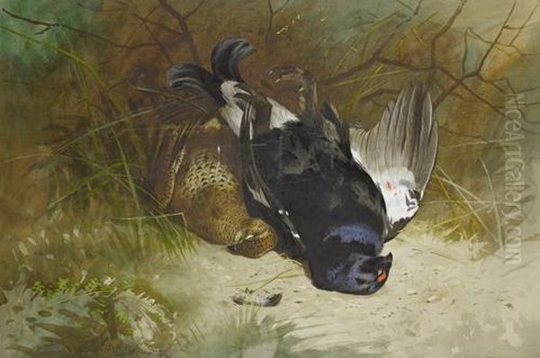 Still Life Of A Pair Of Blackgame Oil Painting by Archibald Thorburn