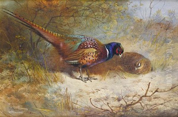 Pheasants Oil Painting by Archibald Thorburn