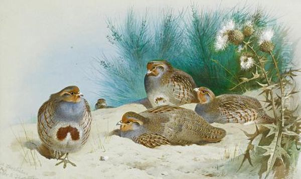 English Partridge With Gorse And Thistles Oil Painting by Archibald Thorburn