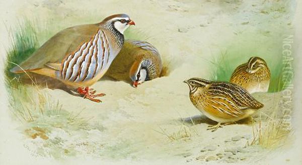 French Partridge And Chicks Oil Painting by Archibald Thorburn