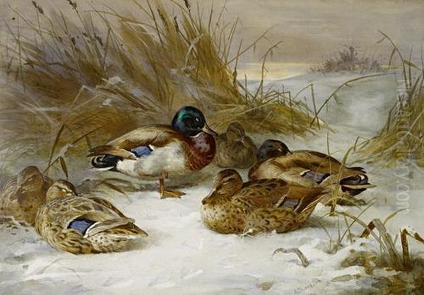 Winter Landscape With Mallard Oil Painting by Archibald Thorburn