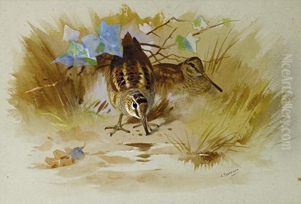 Woodcock In A Sandy Hollow Oil Painting by Archibald Thorburn