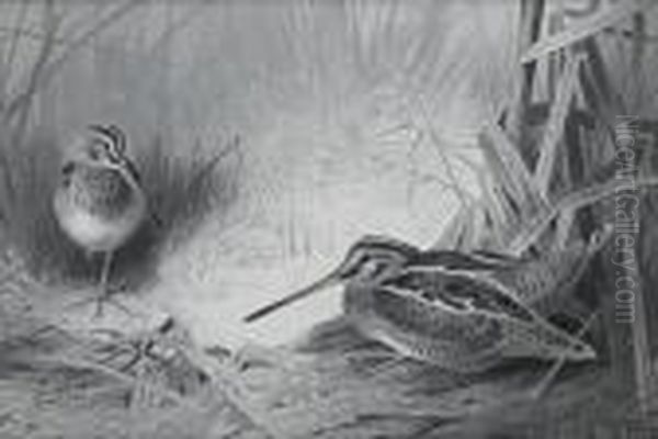 Snipe Oil Painting by Archibald Thorburn