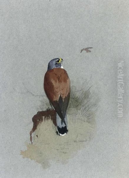 A Lesser Kestrel Oil Painting by Archibald Thorburn