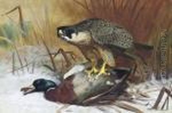 A Peregrine Falcon And Mallard Oil Painting by Archibald Thorburn