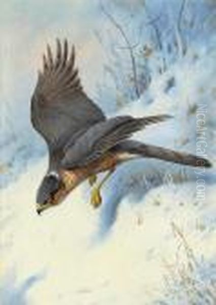 A Sparrow-hawk In Flight Oil Painting by Archibald Thorburn