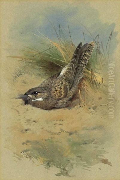 An Egyptian Nightjar Oil Painting by Archibald Thorburn