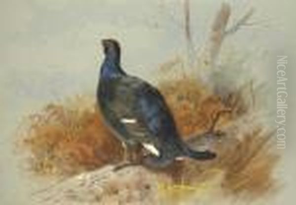 A Blackcock Calling From The Undergrowth Oil Painting by Archibald Thorburn