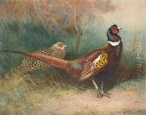 A Cock And Hen Pheasant At The Edge Of A Copse Oil Painting by Archibald Thorburn