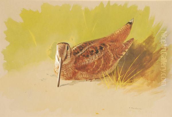 Awoodcock Oil Painting by Archibald Thorburn