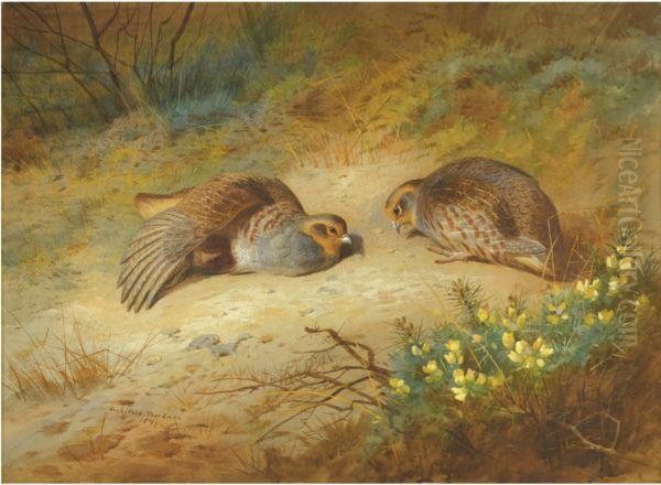 Grey Partridge Oil Painting by Archibald Thorburn