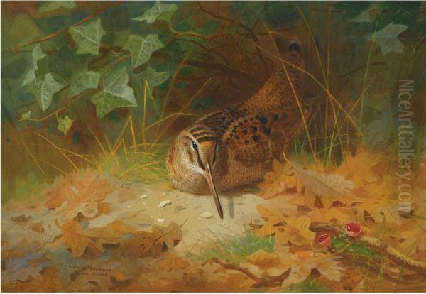 Woodcock by Archibald Thorburn