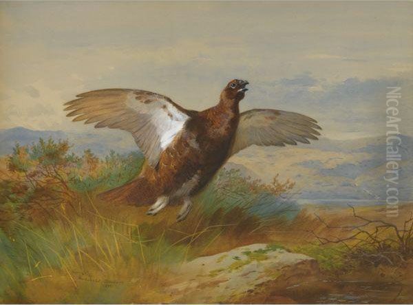 Red Grouse In Flight Oil Painting by Archibald Thorburn