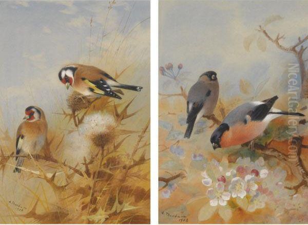 Goldfinches Oil Painting by Archibald Thorburn