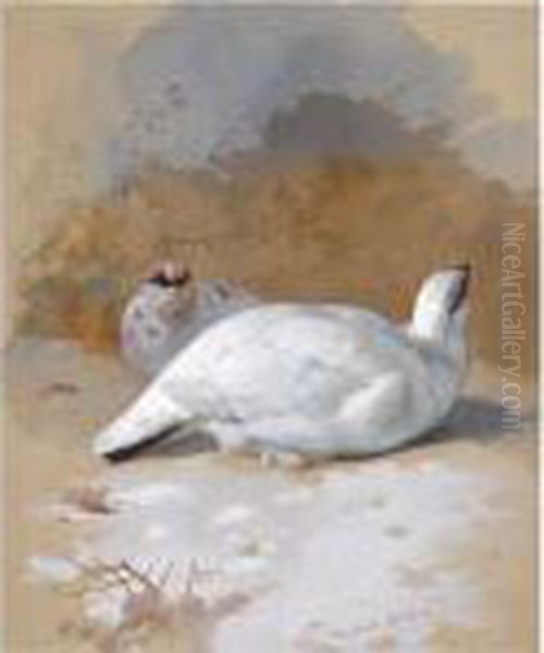 A Brace Of Ptarmigan In The Snow Oil Painting by Archibald Thorburn