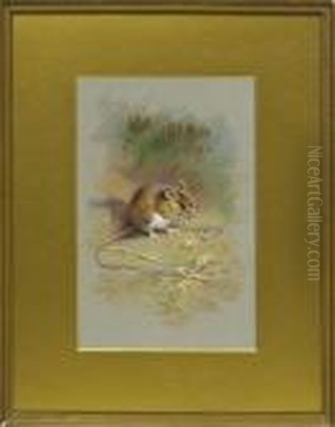 Harvest Mouse Chewing On A Husk Oil Painting by Archibald Thorburn