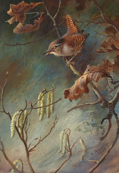 Study Of A Wren Perched Upon A Branch Oil Painting by Archibald Thorburn