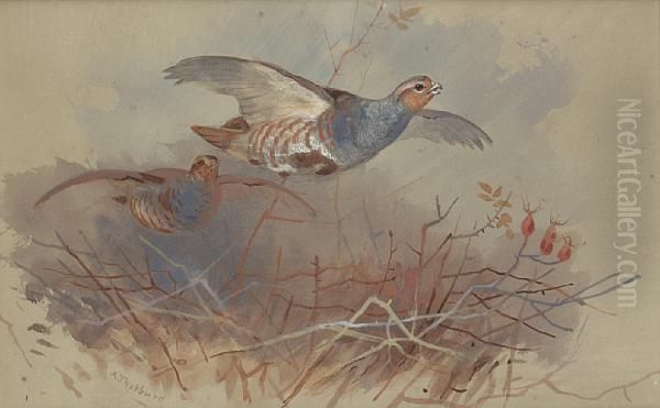 Partridges Topping A Hedge Oil Painting by Archibald Thorburn