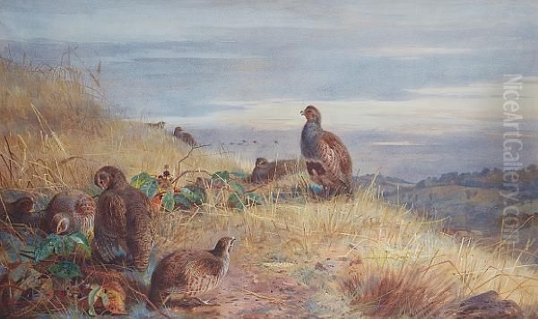 The Covey At Daybreak - Partridges Oil Painting by Archibald Thorburn