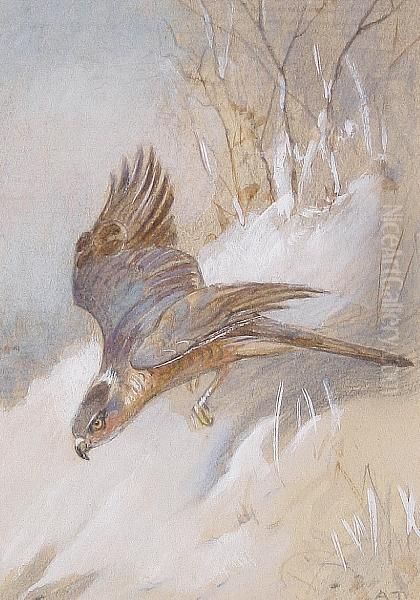 Study Of A Male Sparrowhawk Oil Painting by Archibald Thorburn