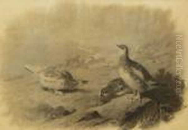 Ptarmigan Oil Painting by Archibald Thorburn