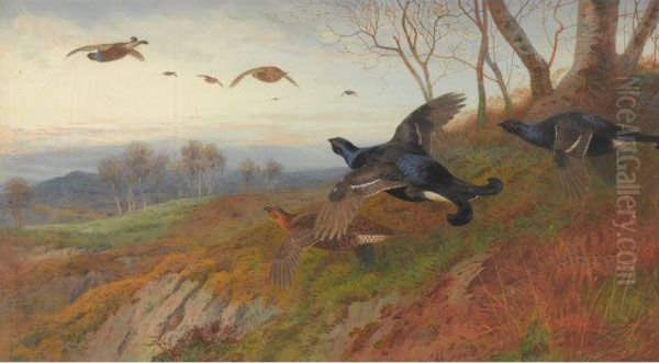 Autumn Alarm-blackgame In Flight Oil Painting by Archibald Thorburn