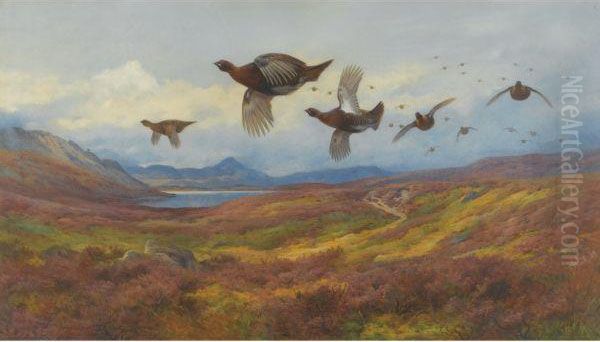 Swerving From The Guns-red Grouse Oil Painting by Archibald Thorburn