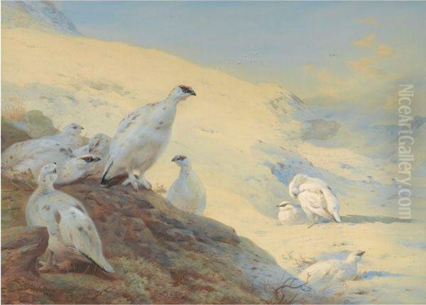 Sunset Glow-ptarmigan In Winter Oil Painting by Archibald Thorburn