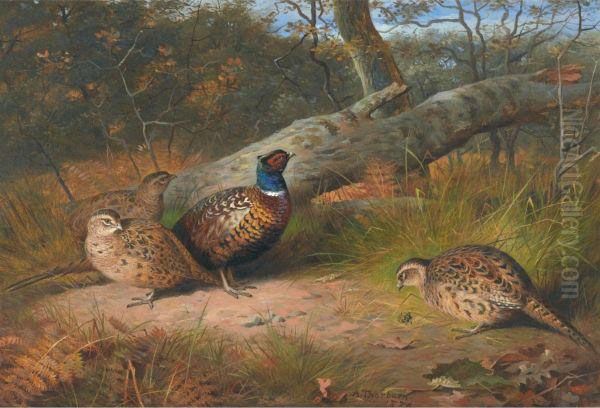 The Fallen Beech- A Cock And Three Hen Pheasants With A Wasp Oil Painting by Archibald Thorburn