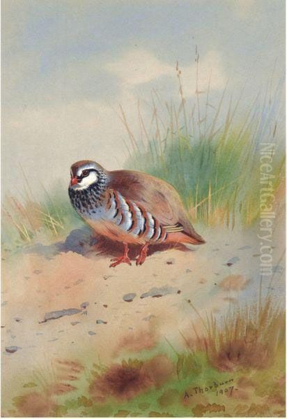 Red-legged Partridge Oil Painting by Archibald Thorburn