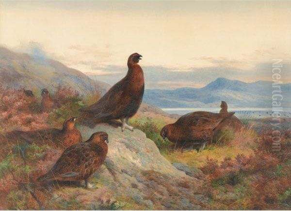 The Morning Call-red Grouse Oil Painting by Archibald Thorburn