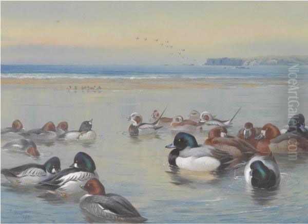 Ducks Along The Shoreline Oil Painting by Archibald Thorburn