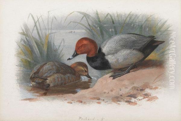 A Pair Of Pochard Oil Painting by Archibald Thorburn