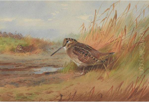 A Woodcock Oil Painting by Archibald Thorburn