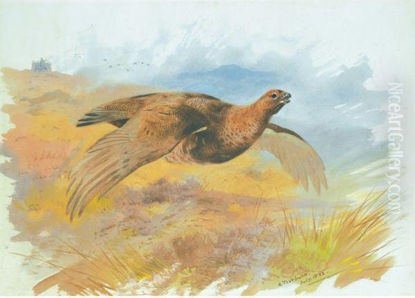 Red Grouse Over The Butts Oil Painting by Archibald Thorburn